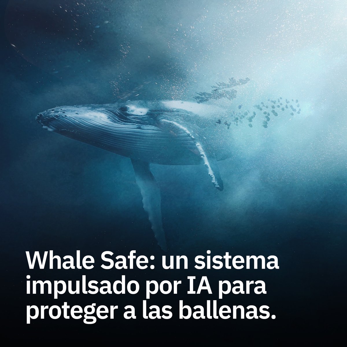 🐋 #WhaleSafe: un sistema de monitoreo impulsado por IA para la conservación de ballenas. 

Este sistema crea 'carriles virtuales para ballenas' para permitir un paso seguro para los cetáceos y prevenir colisiones con barcos en tiempo casi real​​.

Whale Safe utiliza un sistema…