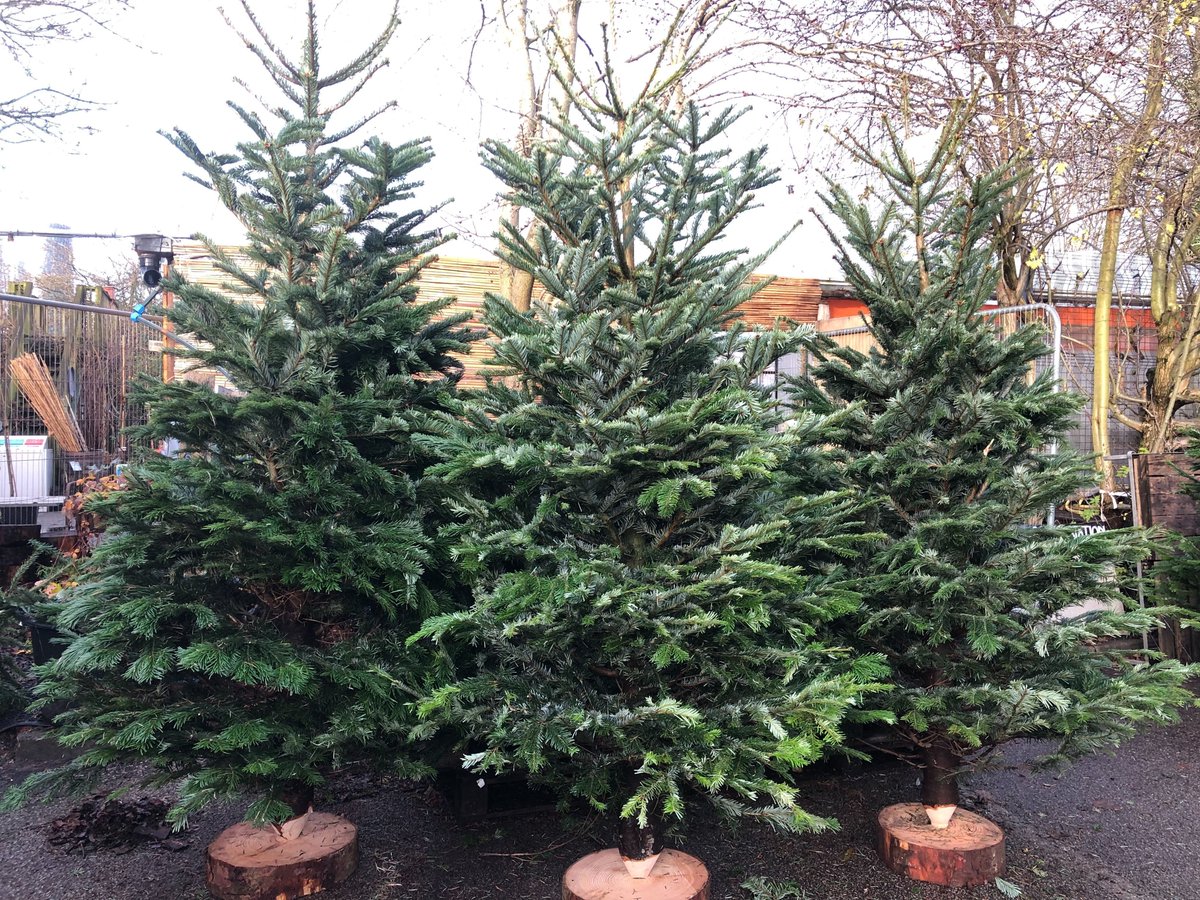 Our last drop of Christmas Trees has just arrived, including some stunning 8 footers that would look fantastic in larger spaces. We have trees of all shapes and sizes from 3 foot upwards, so you should find something suitable for any home. All are Scottish grown -)