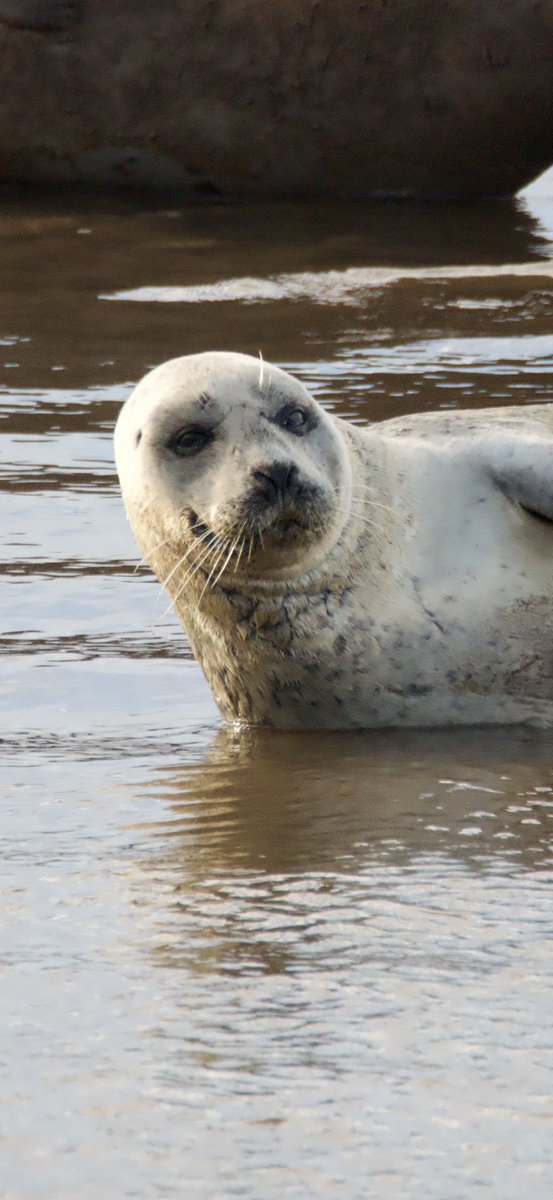 Terrific cruise up the Exe Estuary on @stuartlineexm with fantastic commentary by @JoKingDevon. So much seen and well worth the trip will be going again. @RSPBExeEstuary @ExmouthWildlife @Exeestuary @SEDwildlife #exmouth #devon #seals #birdphotography #sky #sea