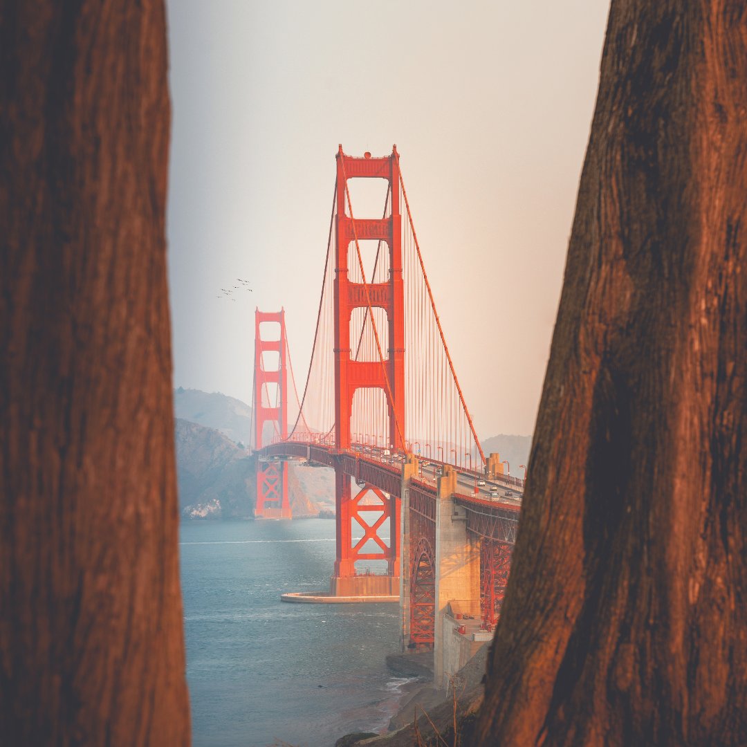 👀Peeking through the trees at this magnificent view! 

#whataview #sanfranciscobayarea #sfbayarea #sanfranciscobay #goldengatebridge #bayarea #marincounty #travelcalifornia #sfo #marinairporter