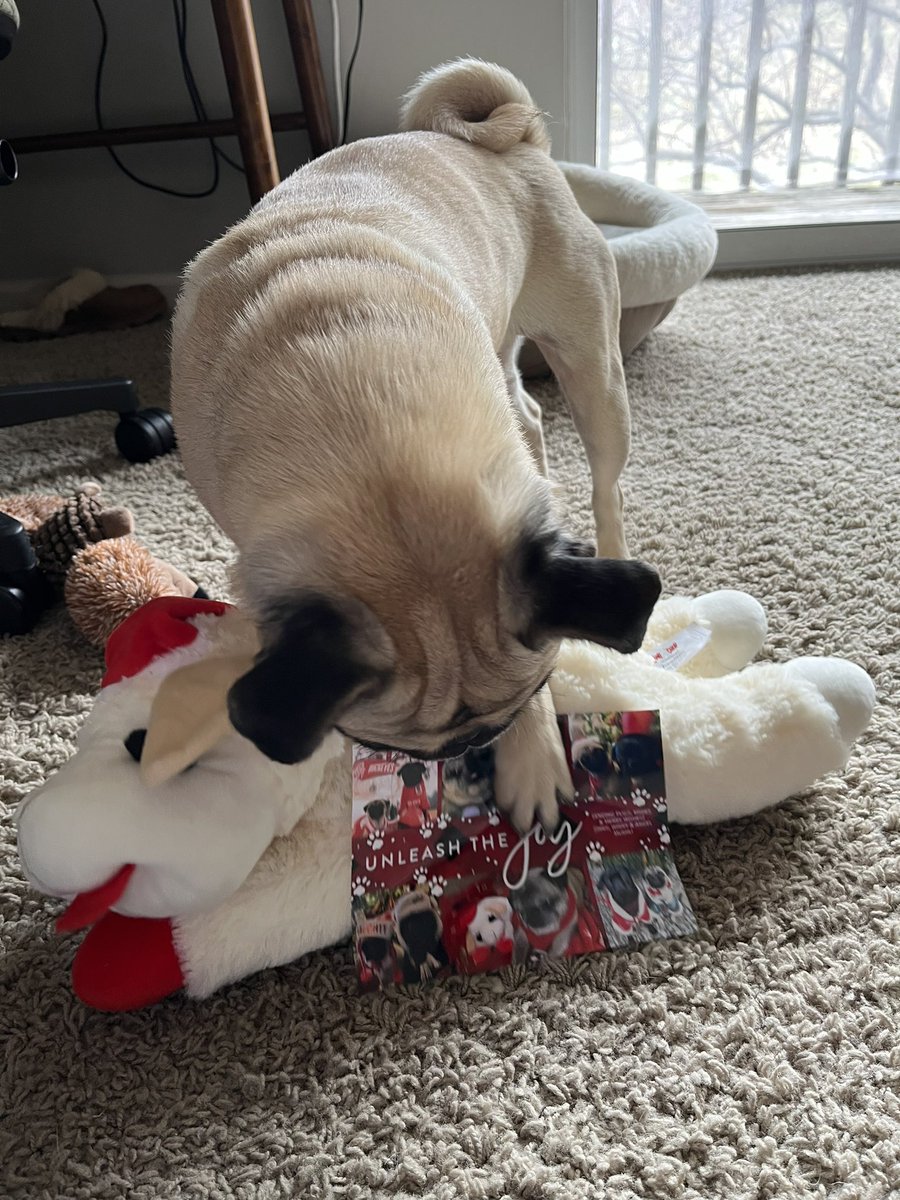 Thank you @mommasboymushu for the cute Christmas card! Winston couldn’t keep his paws off it! 🥰🎅🏻❤️ #PugTalk