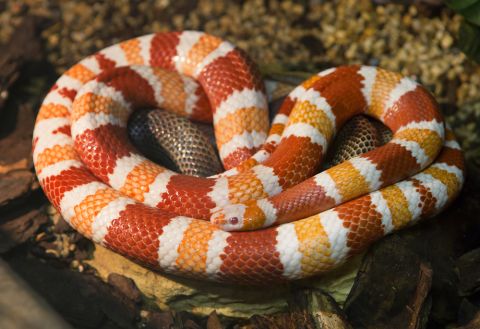 😍🐍🧡 You're playing #MatchTheSnake What an awesome match! #ColorOfTheYear 

Does anyone else have anything that matches? Drop your pic or gif below! 🤔🍊🍑🥕🏀🦊🐅🔥🤪⬇️