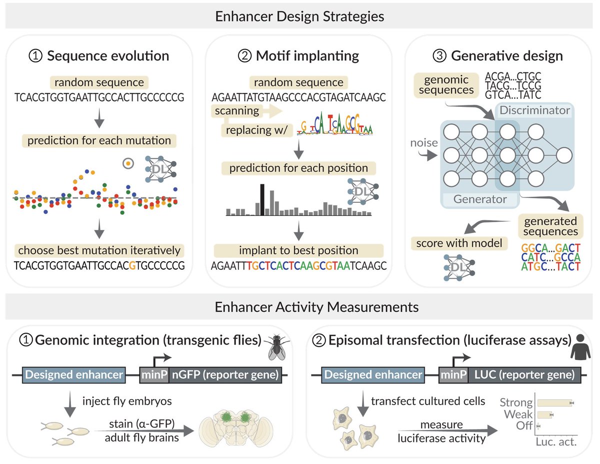 Exciting news! Our latest research on 'Cell type directed design of synthetic enhancers' has been published in @Nature. We've harnessed deep learning to design enhancers with cell-type specificity. Find our paper here: nature.com/articles/s4158…. Highlights below: [1/n]