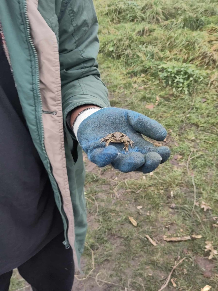 Thank you to all the volunteers at Leyton Jubilee who helped us re build our dead hedge along the woodland walk! Unfortunately, we lost a section of this valuable habitat in a fire, but some hard work by our volunteers has put this right again! (oh and we found a cool frog) #tcv