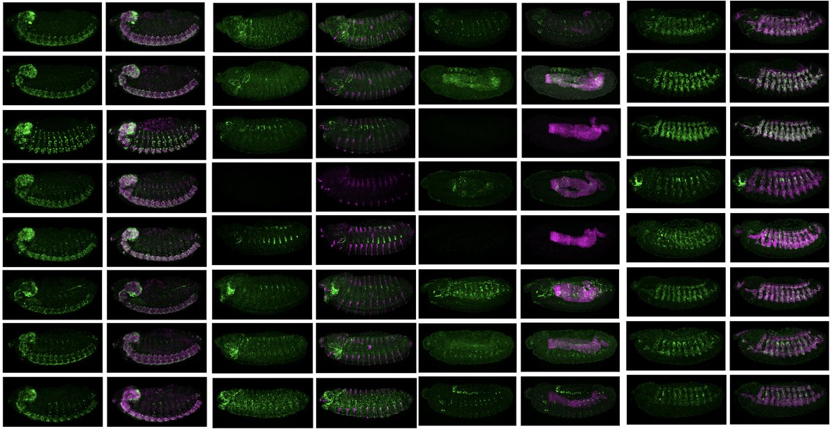 We are very excited to present a major breakthrough achievement – the de novo design of synthetic enhancers for selected tissues in fruit fly embryos in vivo using deep- and transfer learning, @deAlmeida_BPet al published today in @Nature nature.com/articles/s4158…. Thread 👇(1/N)