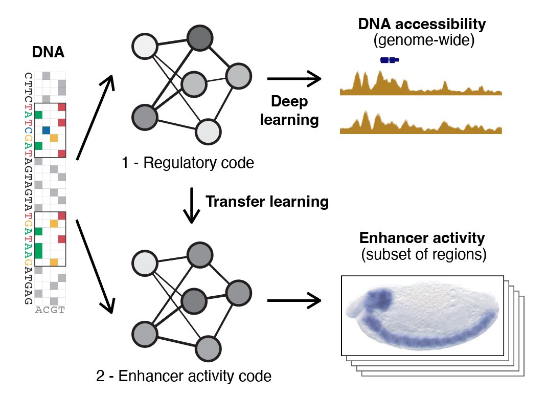 Today, we - @stark_lab and @Eileen_Furlong lab (@EMBLheidelberg) - report the design of 40 synthetic enhancers for 5 tissue types in fruit fly embryos, in vivo. With only a few hundred enhancers per tissue for training, we adopt a stepping-stone transfer-learning approach: (5/N)