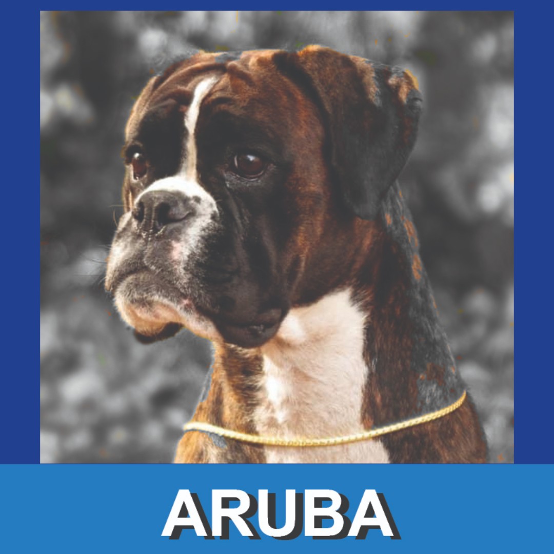 It's 'Two-Fur Tuesday' at #PHLAirport. Look for Wagging Tails Brigade members Hope and Aruba in the terminals today. Hope will be here from 10:30 am-1 pm and Aruba will be here from 12-2 pm. #airporttherapydogs