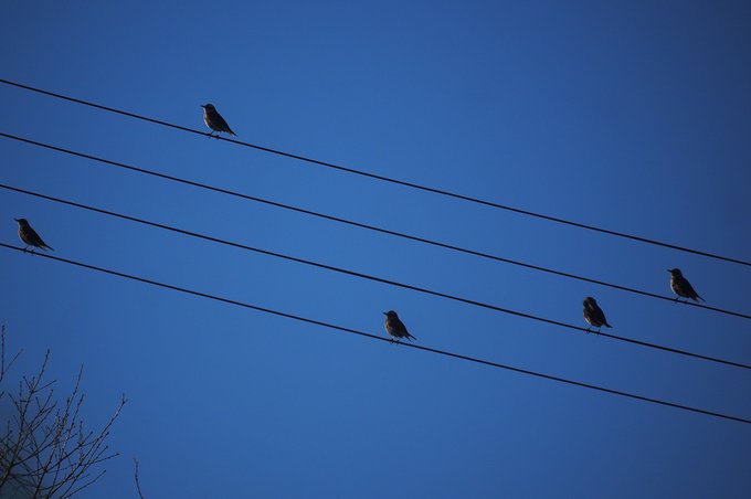 「鳥 送電線」のTwitter画像/イラスト(新着)