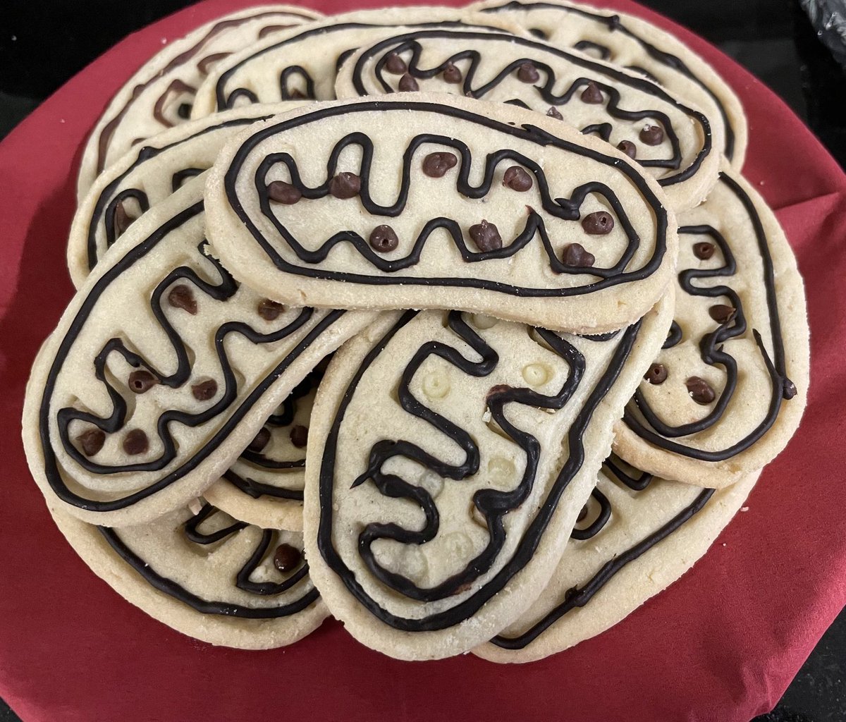 Christmas times at IBC2: enjoying #mitochondria cookies &amp;  listening to Jens Brüning from  <a href="/CECAD_/">CECAD Cologne</a>  in a perspective lecture on how neuronal circuits regulate liver #autophagy &amp; how the smell of food can change mitochondrial morphology. It‘s all about anticipation 🎄😋