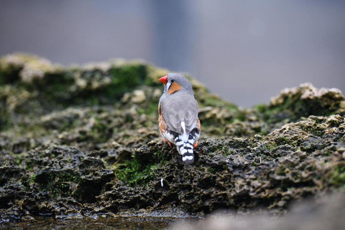 Mannetjeszangvogels die niet elke dag oefenen met zingen, klinken anders en worden daardoor minder aantrekkelijk gevonden door vrouwtjesvogels, blijkt uit nieuw onderzoek. En deze kennis is ook voor ons mensen van groot belang #wetenschapvandaag bnr.nl/podcast/wetens…