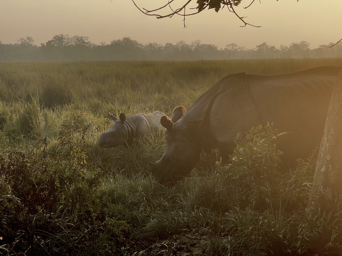 Mother son duo happily munching in the Grasslands of Dudhwa Tiger Reserve. The Rhino have adapted well in here… ⁦@UpforestUp⁩ ⁦@ntca_india⁩ ⁦@DudhwaTR⁩ ⁦@uptourismgov⁩