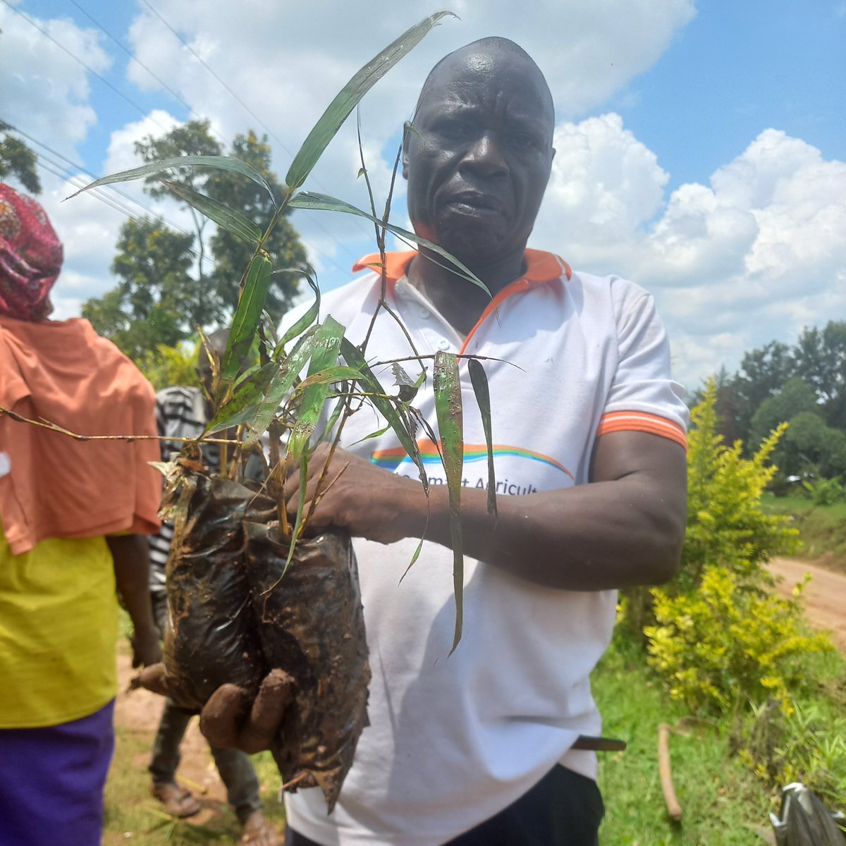 ✨Planting bamboo works! We need to see commitments upheld for loss and damage so that communities can recover from the effects of climate change they are already suffering and adapt to future changes in climate. So far, 5.5km of the river have been planted with bamboo.