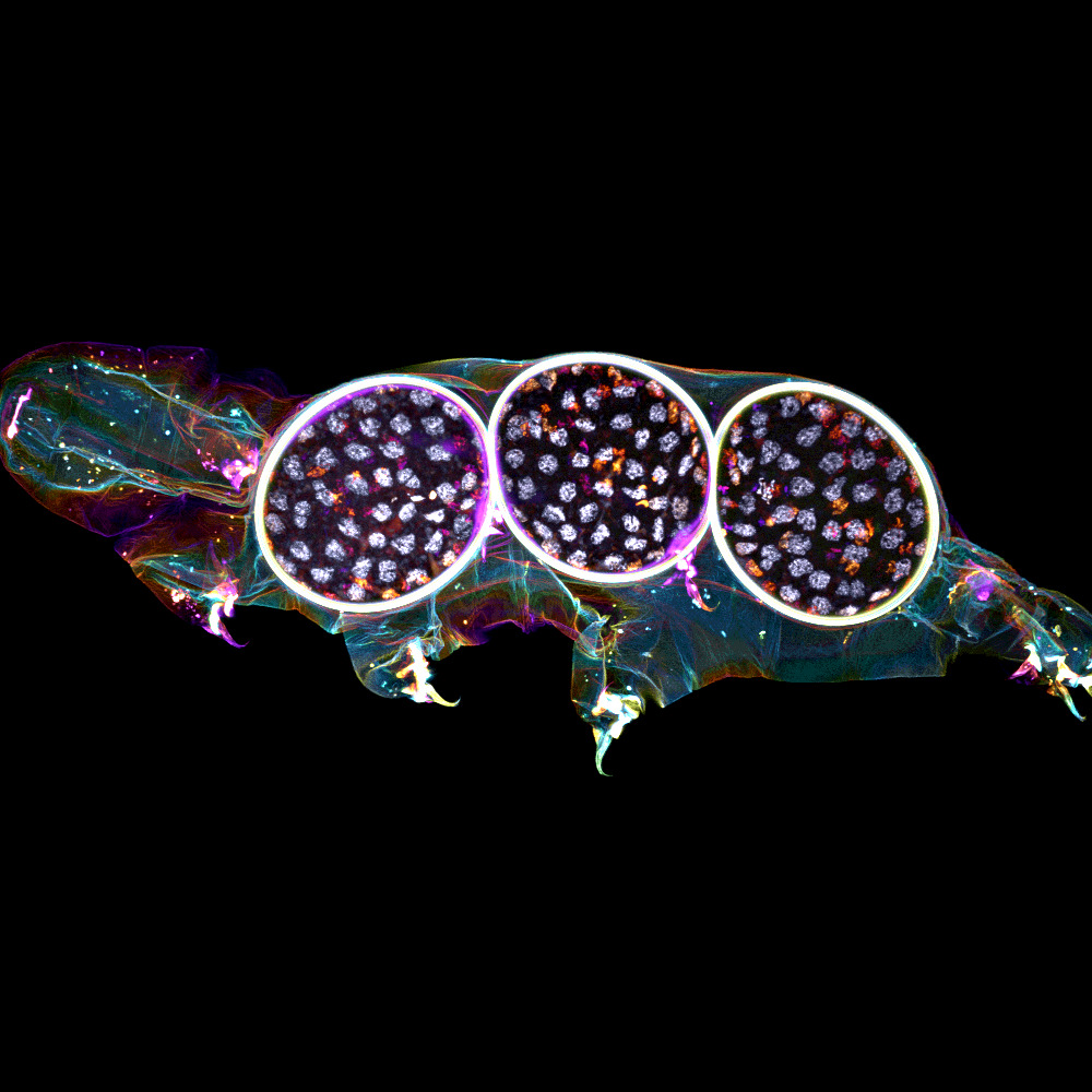 🥈2nd Place: 'Tardigrade embryos protected by mother's molt', Gonzalo QUIROGA-ARTIGAS, CRBM 🔬This image represents a tardigrade molt covering three developing embryos with confocal microscopy.
