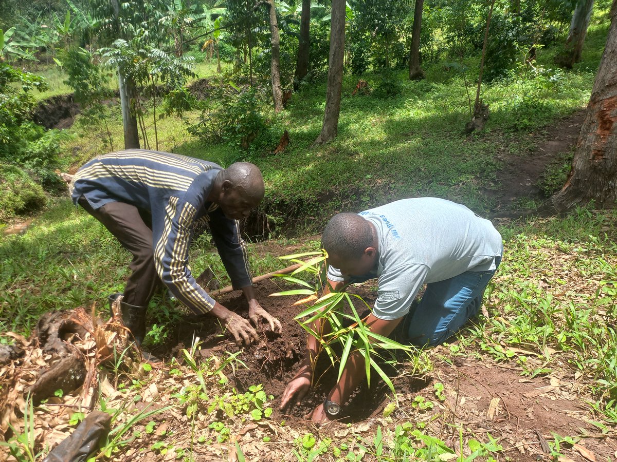 💚Building climate resilience through planting bamboo in Uganda. 🇺🇬This #COP28 we want to highlight our Ugandan partner @Mbaletrees who aims to plant 10,000 bamboo seedlings to prevent the devastation caused to communities, homesteads, livestock and land by the Nakayirira River.