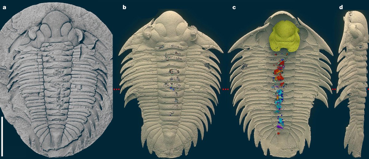 This #TrilobiteTuesday: A recently described Bohemolichas incola, an #Ordovician #trilobite from the Czech Republic. Scans of a 3D specimen show its gut was full of shell fragments, suggesting it was an opportunistic scavenger. Superb science! 

Image: t.ly/7kwbl