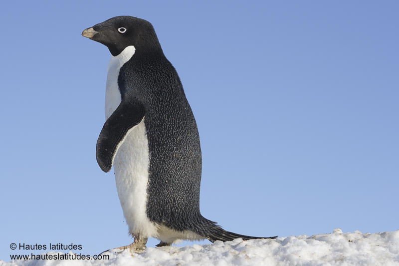 Un des premiers noms donnés au manchot Adélie en #Antarctique était 'Dasyramphe d'Adélie', savez-vous pourquoi et par qui ?