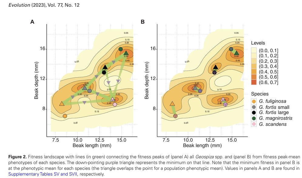 Hey folks - our 17 year 3400+ finch adaptive landscape paper is out now - and is an Editor's Choice in <a href="/sse_evolution/">SSE</a> 

"The fitness landscape of a community of Darwin’s finches" - led by PhD student Marc-Olivier Beausoleil

academic.oup.com/evolut/article…