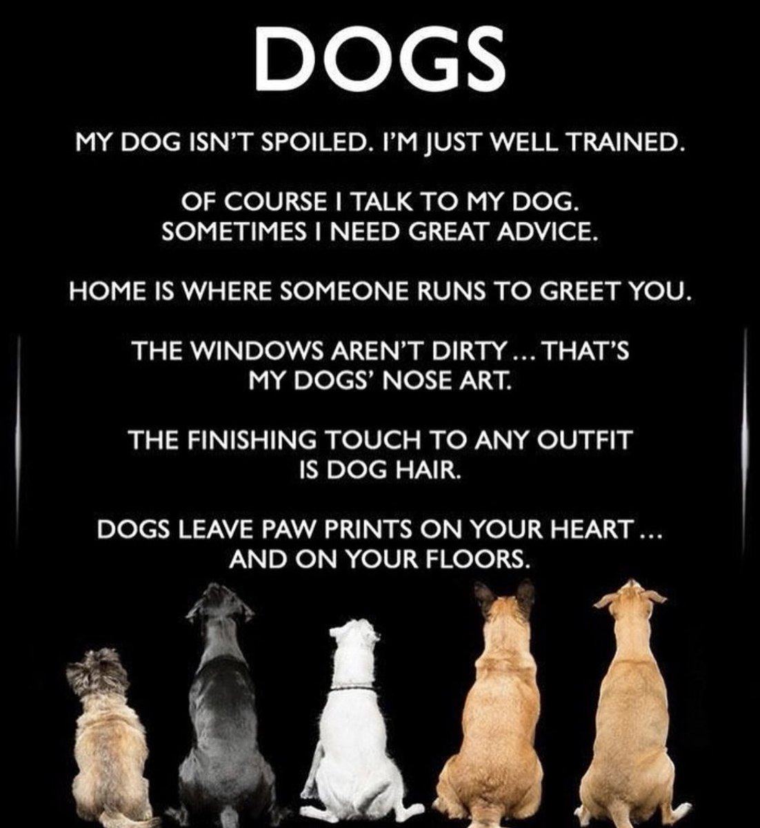#doglover #doglovers #dogsofinstagram #dog #dogs #lovedogs #familypet #familypets #unconditionallove #loyality #comfort #truthbetold