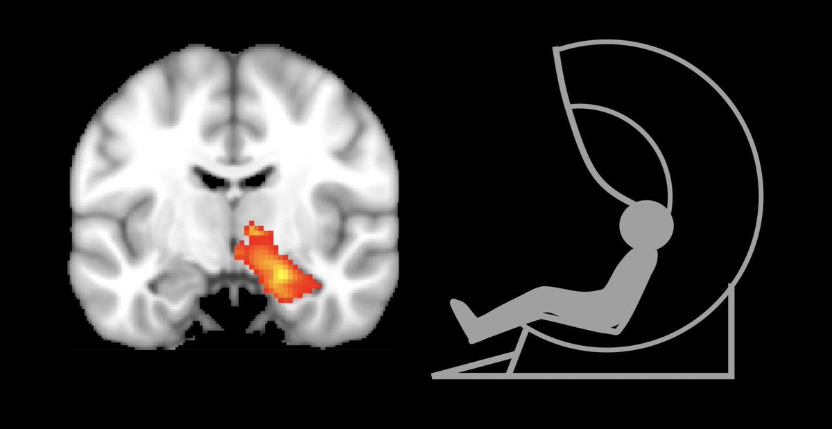 ! Job alert ! Our postdoc position at the UCL Learning Memory & Decision lab is open for applications! Please see the ad here: t.ly/gLGHu The ad currently closes on January 2nd. Experts in memory or decision-making, please apply. See thread below. Please share!