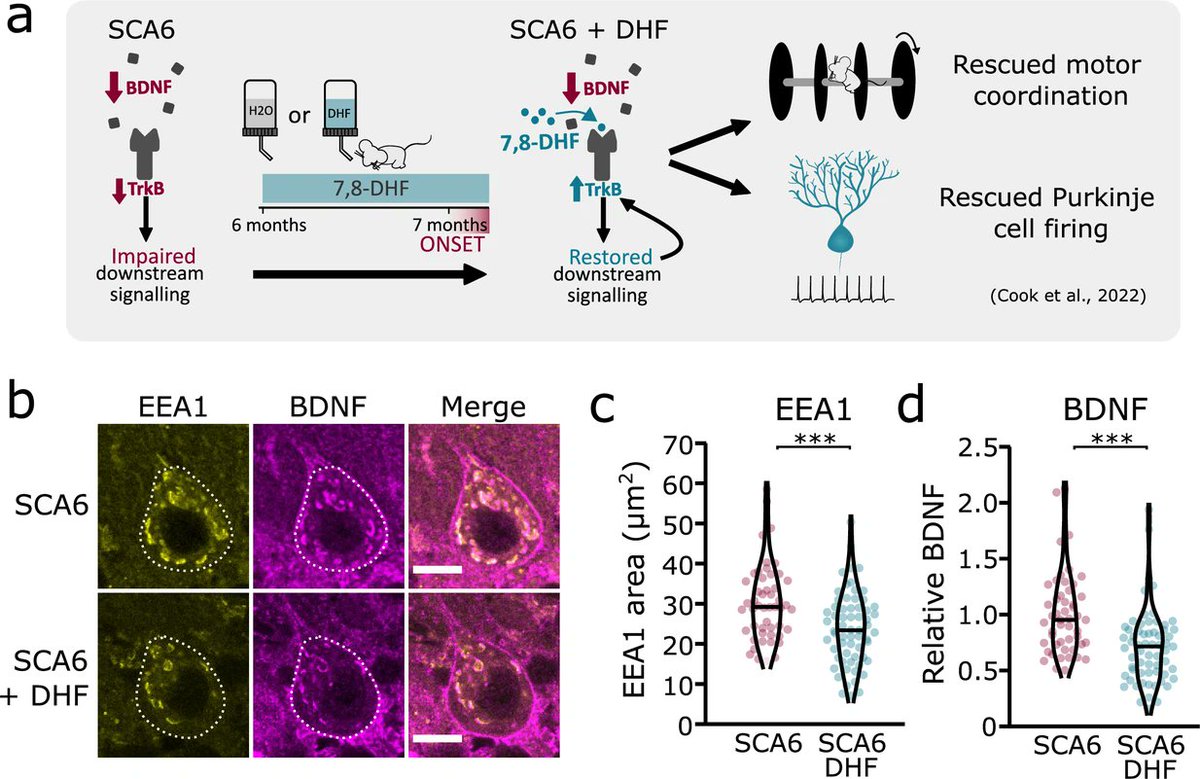 McGill Science (@mcgillscience) on Twitter photo In a new paper published in <a href="/eLife/">eLife - the journal</a>, <a href="/mcgillu/">McGill University</a> researcher <a href="/alanna_j_watt/">Alanna Watt</a> and team identified previously unknown changes in brain cells affected by a neurological disease, findings that could pave the way to new treatments mcgill.ca/science/channe…
#ataxia #cerebellum #neuroscience In a new paper published in <a href="/eLife/">eLife - the journal</a>, <a href="/mcgillu/">McGill University</a> researcher <a href="/alanna_j_watt/">Alanna Watt</a> and team identified previously unknown changes in brain cells affected by a neurological disease, findings that could pave the way to new treatments mcgill.ca/science/channe…
#ataxia #cerebellum #neuroscience