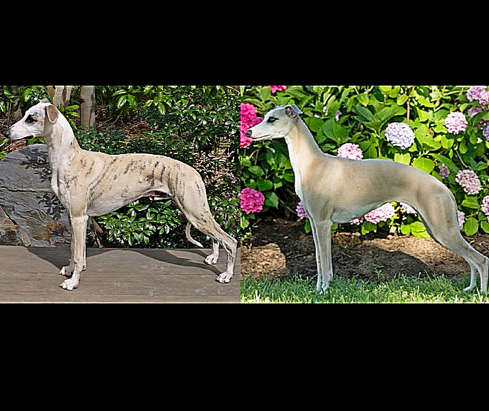 😢Two #Lost Dog Alert - #Laurens, SC!

#Missing near Church &amp; Coleman St
Maybelline &amp; Paulie - Fawn &amp; Brindle Whippets/Greyhounds
#dog #lostdog #missingdog #founddog #LostandFoundPets #lostpet #missingpet
findtoto.com/lost-pet/14401…