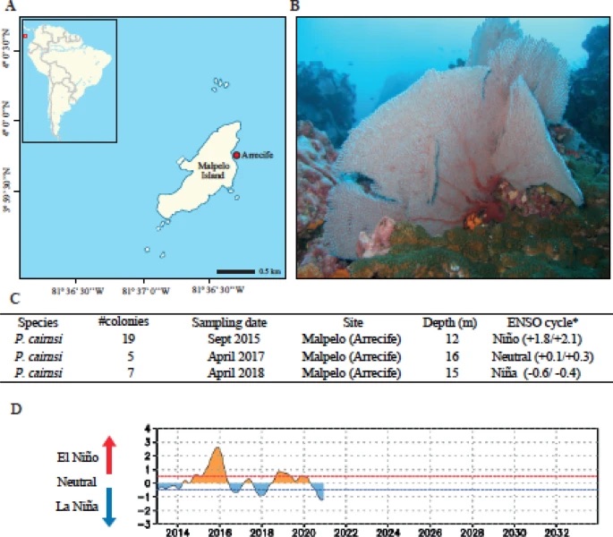 I am happy to share our recent study. If you are interested in climate change adaptation by corals, ENSO (El Niño-La Niña), microbiomes, symbiosis, Malpelo island, etc., please read this: nature.com/articles/s4159…