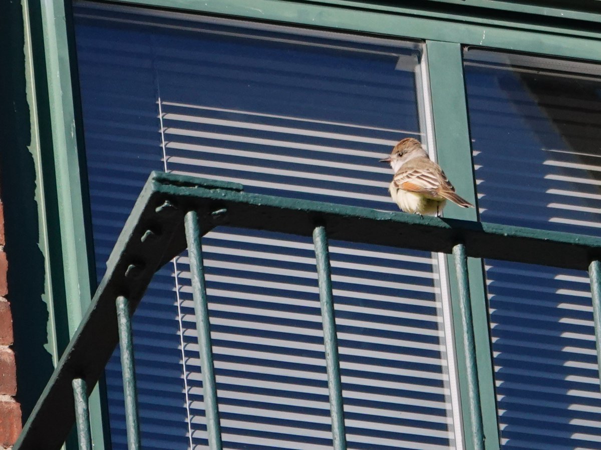 Flaco isn't the only bird in NYC that likes to peek inside people's apartments. The ash-throated flycatcher of Bleecker Street paid a few visits to the fire escape above Gourmet Garage this morning, always facing into people's apartments. #birdcp #birds #birdcpp