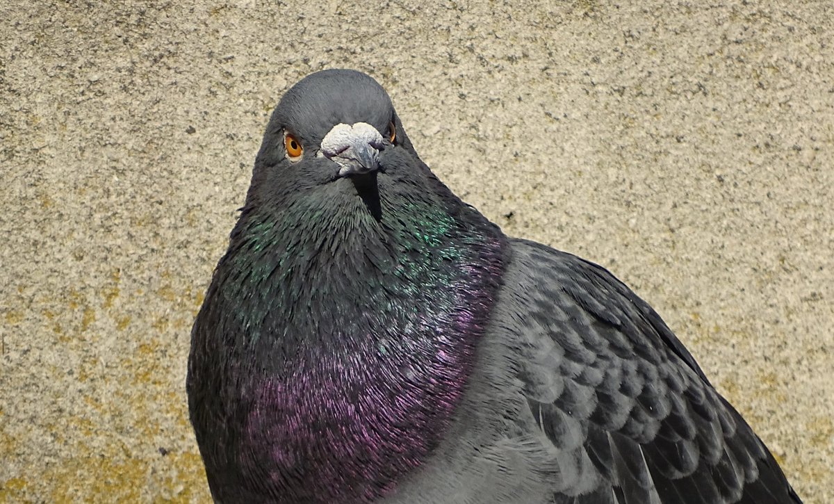 Mug shot. 😁
#nature #wildlife #pigeon #birds #StJamesPark #London @a_london_pigeon