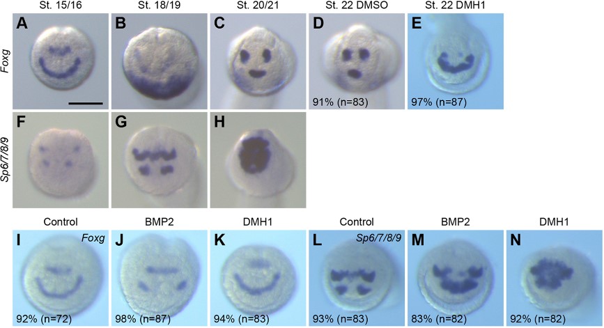 the Node (@the_node) on Twitter photo 📢Question 8 of the #preNodePlaners end-of-year quiz
Which paper published in <a href="/Dev_journal/">Development</a> in 2023 featured the following figure showing these very expressive ascidian embryos? 🙂😮🙃
Find all the quiz questions 👇
thenode.biologists.com/the-node-preli… 📢Question 8 of the #preNodePlaners end-of-year quiz
Which paper published in <a href="/Dev_journal/">Development</a> in 2023 featured the following figure showing these very expressive ascidian embryos? 🙂😮🙃
Find all the quiz questions 👇
thenode.biologists.com/the-node-preli…