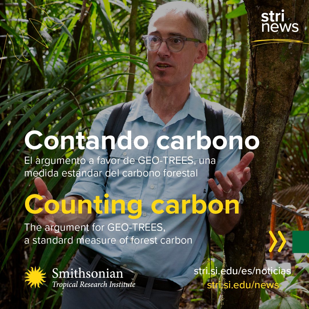 @tewksjj, director of the @Smithsonian Tropical Research Institute, explains how the development of a global standard measure of forest carbon will jumpstart the #carbon economy.

#GEOTrees #Forests 
@bezosearthfund @ForestGEO @EarthOptimism 

Read story: stri.si.edu/story/counting…
