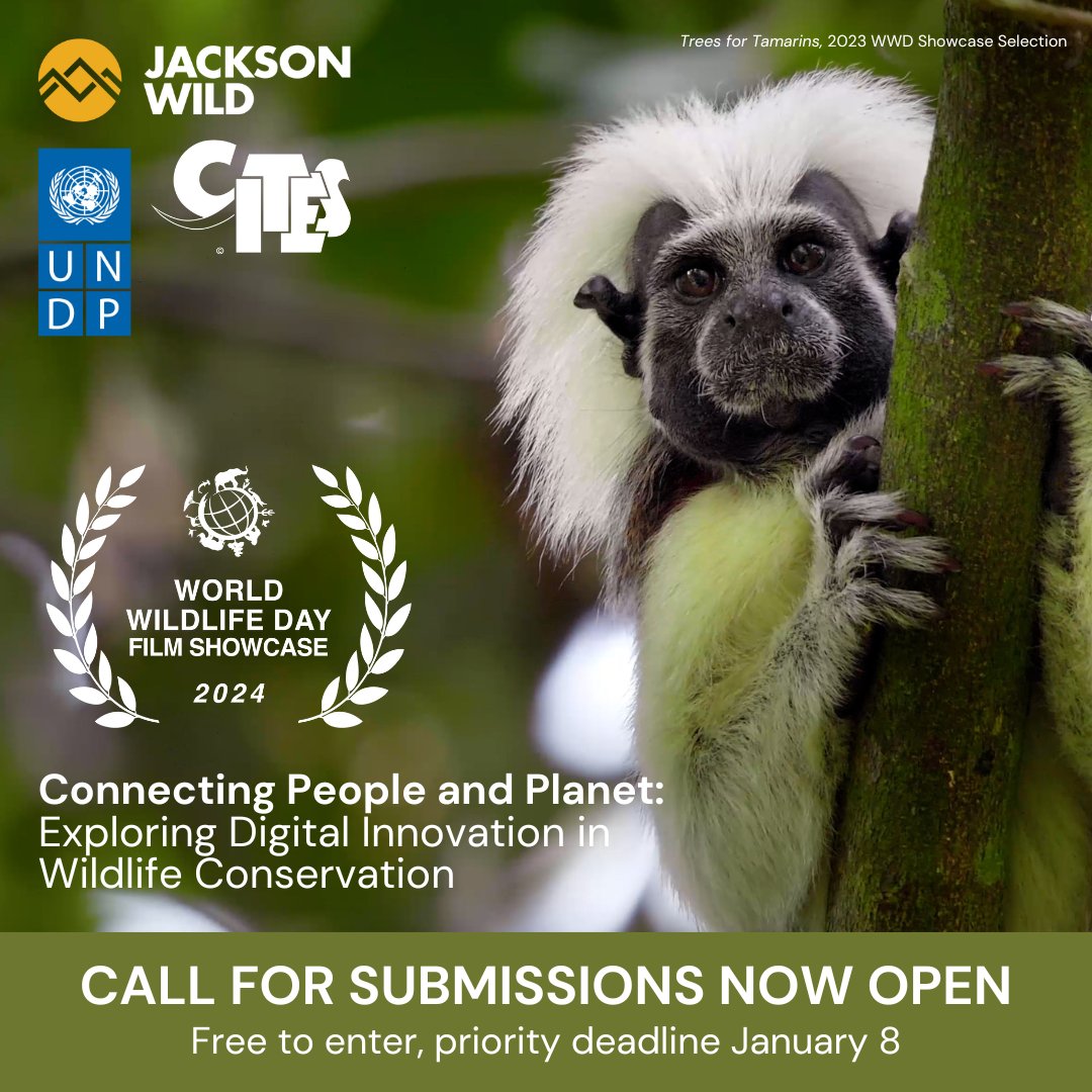 Don't forget to enter the 2024 World Wildlife Day Showcase! Priority submission deadline is Monday January 8th 2024. 🎞️ Learn more and enter: jacksonwild.org/digital-innova… #WWD2024 #WorldWildlifeDay #WWD 🦜📸
