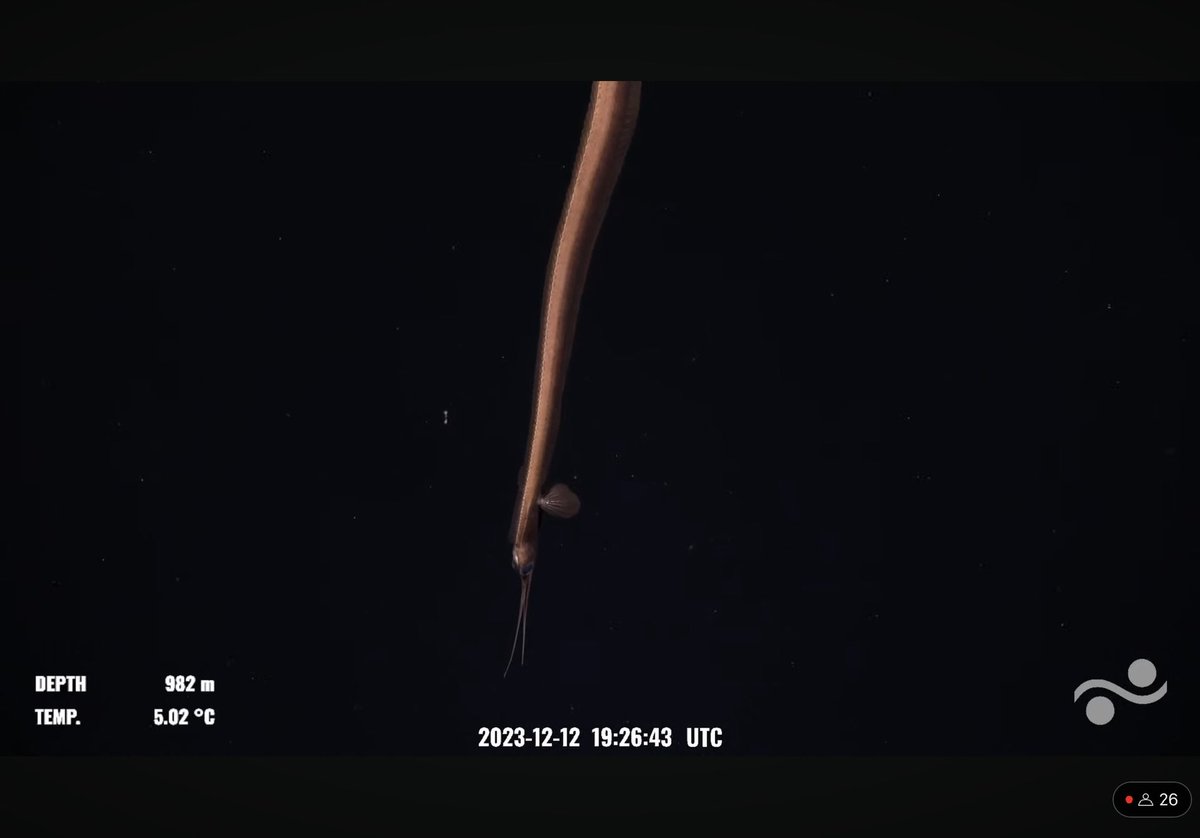 So many cool things on ascent today! A siphonophore (looks like chuniphyes?). Was suggested maybe the second one is a forma covered by radiolarian? The a snipe eel. Off Costa Rica Tengosed Seamount @SchmidtOcean #OctoOdyssey #Siphonophriend
