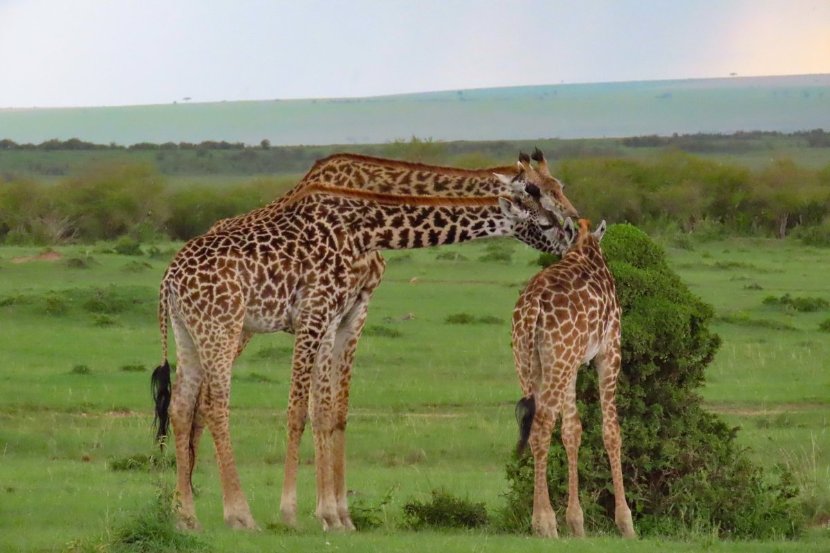 CrookedPine's tweet image. Nom nom nom.  So beautiful.  Hard to believe some people get enjoyment hunting these beautiful creatures.  So glad Kenya doesn’t allow trophy hunting, too bad South Africa does.  #kenya #giraffe #stoptrophyhunting