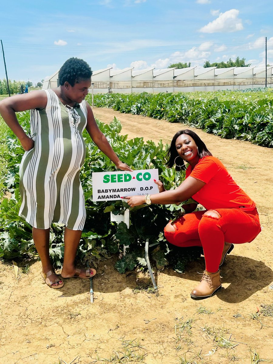 Spent the better part of today with the Sales and Marketing Manager ⁦<a href="/SeedCoVegZim/">Seed Co Vegetables Zim</a>⁩  ⁦<a href="/beautykupa/">Beauty K Magiya</a>⁩ .       having a discussion centered on the Horticultural crops production under the Elnino induced drought conditions. I really had an amazing time 😍😍😍🙏