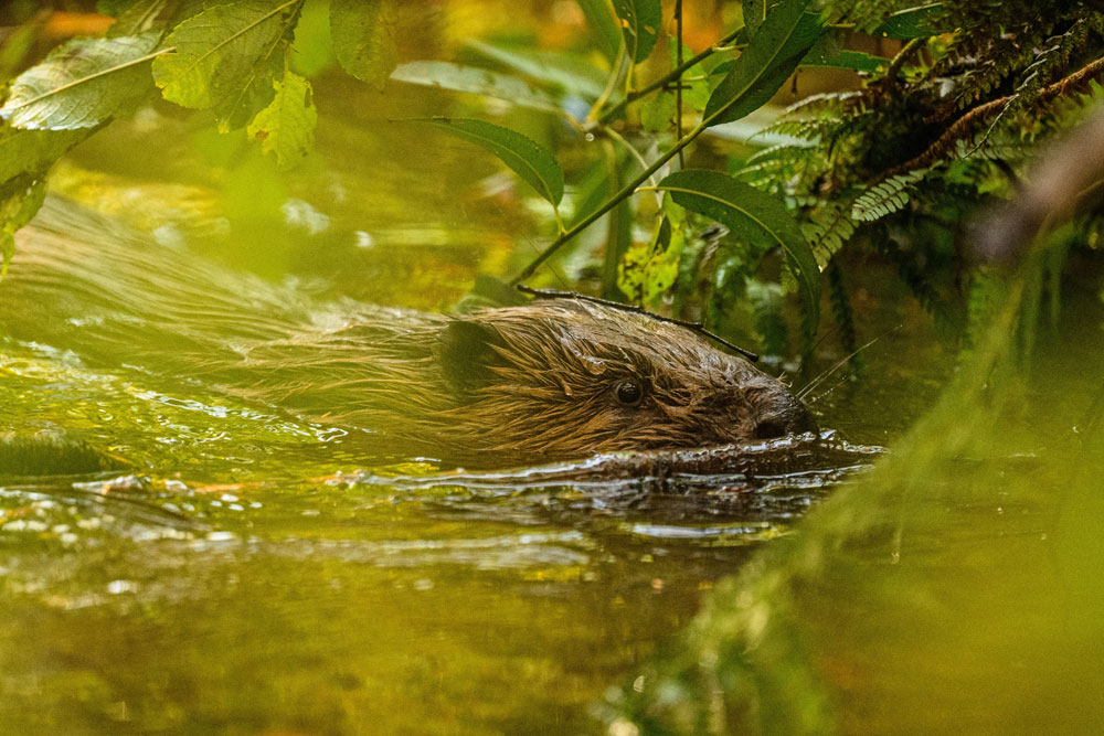 Four weeks ago, a pair of Eurasian beavers were released into our re-wilding enclosure at Poole Farm. The pair have been quietly settling into their new home and have already started to make changes to the landscape. Find out more 👉 plymouth.gov.uk/beavers-return… 📷 Chris Parkes