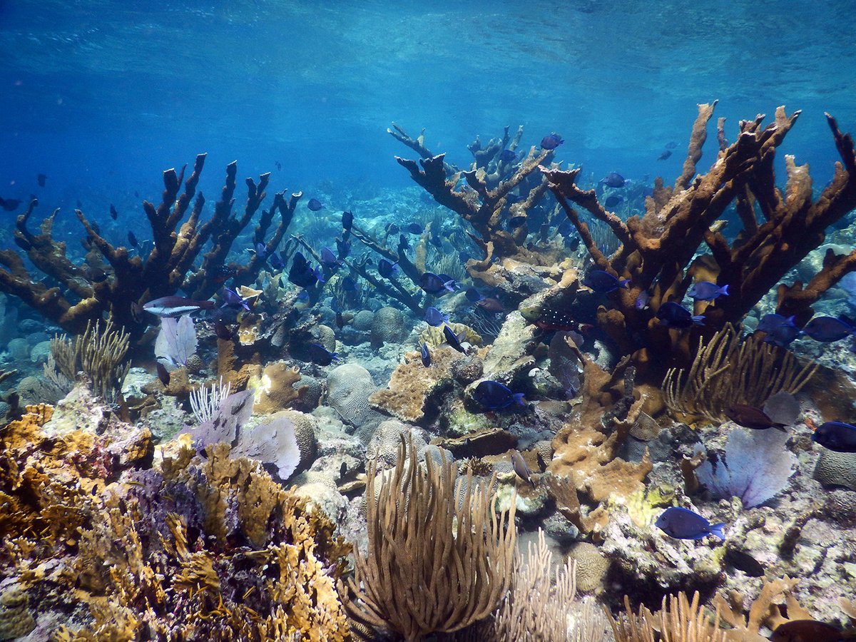 Our latest Case of the Month details the case of Acropora eating flatworm predation on an Elkhorn coral colony. These flatworms are common aquarium pests, but they have not previously been associated with outbreaks of tissue loss disease in the wild. usgs.gov/centers/nwhc/n…