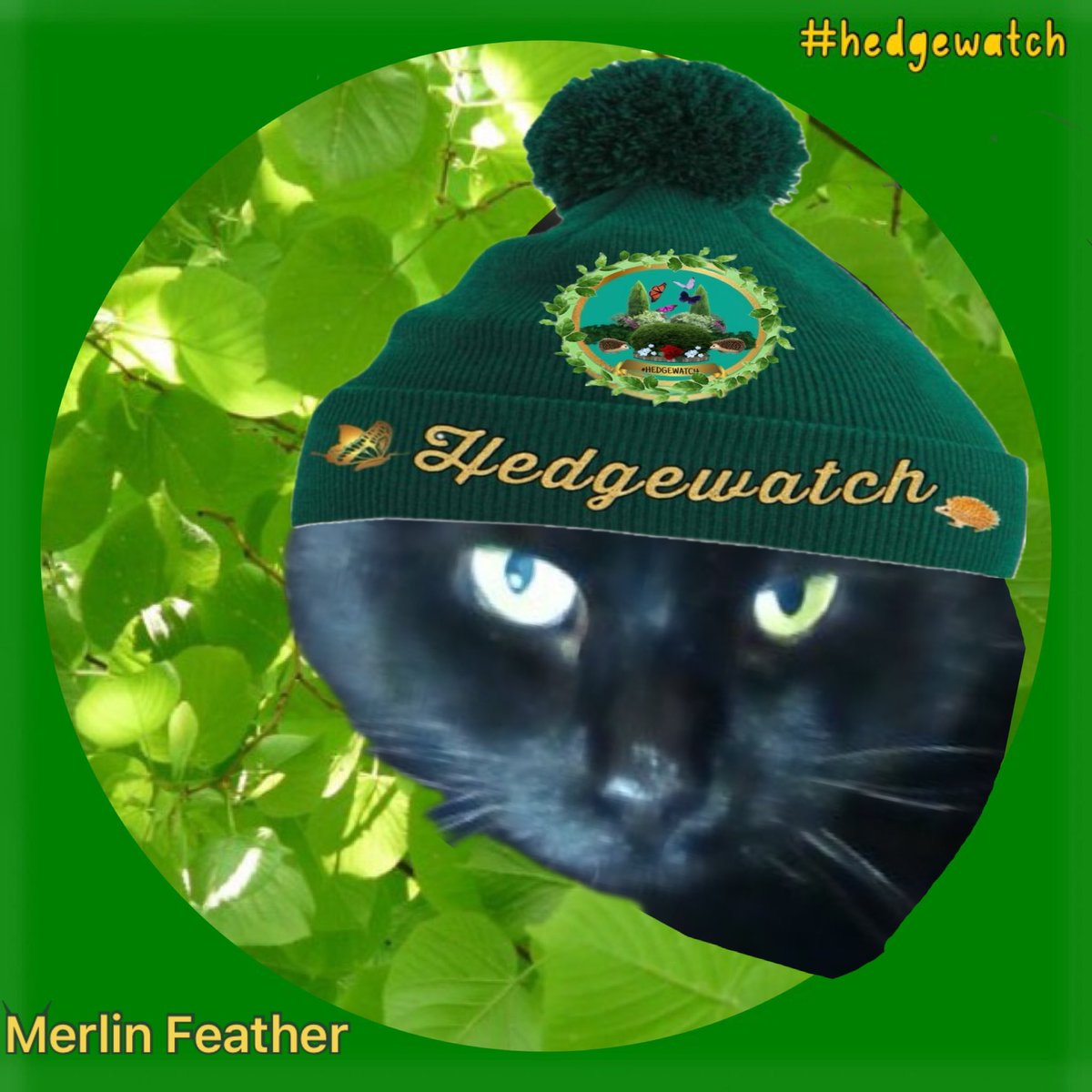 📢 Calling all #Hedgewatch -ers! Please welcome Merlin Feather, new household member at @laurawattsflem1 to the team! 🌳🐾