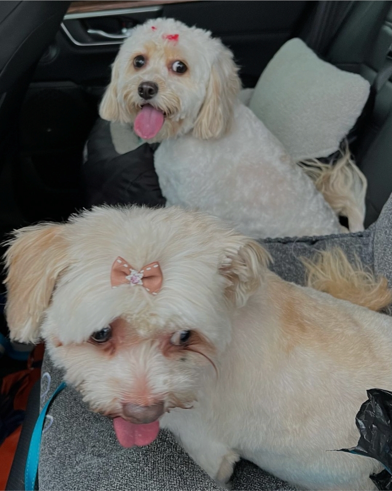 Happy Tongue Out Tuesday, everyone! Double the tongue, double the cuteness! 😛🐾
🐶Zoey & Gracie  ❤❤❤

#TongueOutTuesday #DoubleTrouble #CuteDuo #PawfectPair #DogLife #PetAdventures #AtlantaPets