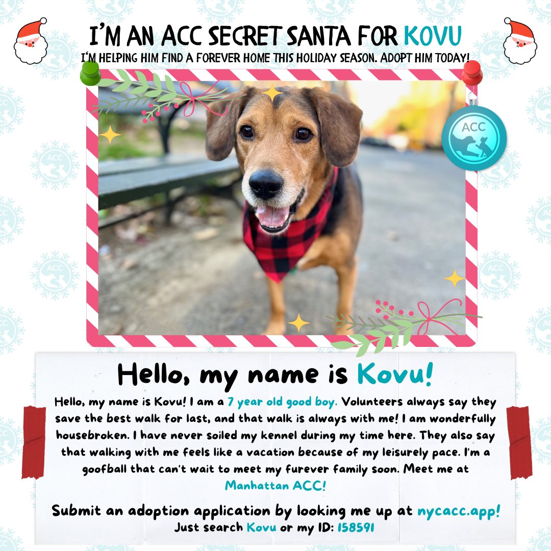 Alyssa Paolicelli (@apaolicelli17) on Twitter photo I've been paired with the most adorable shelter pet! Meet Kovu, my furry friend from <a href="/nycacc/">Animal Care Centers of NYC</a>. I'm on a mission to make their holiday season extra special by helping them find a forever home. If you are interested in adopting Kovu, go to nycacc.app/browse/158591. I've been paired with the most adorable shelter pet! Meet Kovu, my furry friend from <a href="/nycacc/">Animal Care Centers of NYC</a>. I'm on a mission to make their holiday season extra special by helping them find a forever home. If you are interested in adopting Kovu, go to nycacc.app/browse/158591.