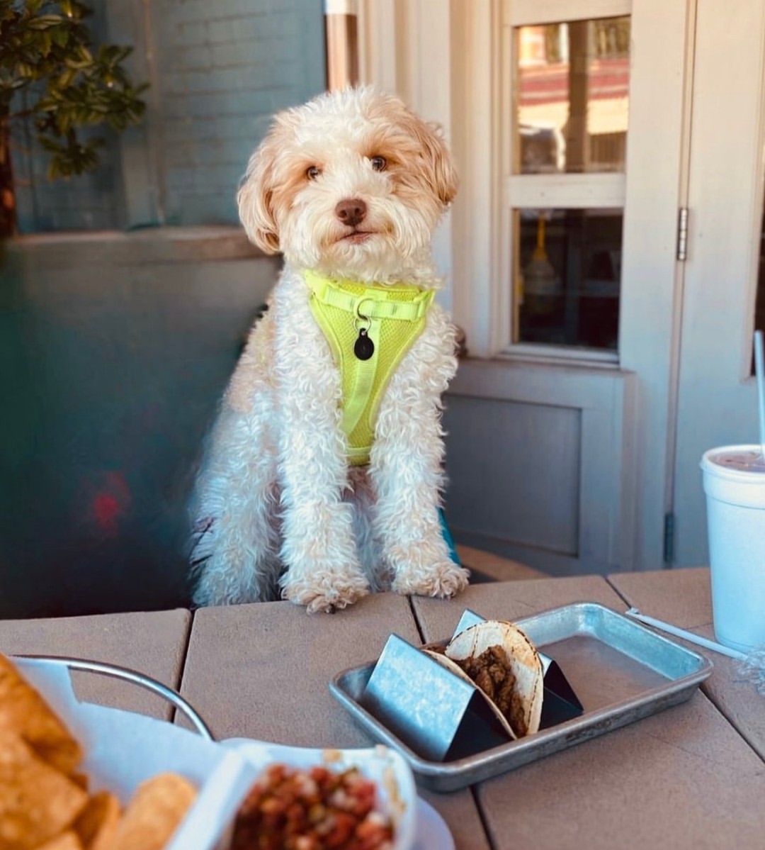 All your friends, even the four-legged kind, will appreciate the heated patio at @eatbabalu! 🐶