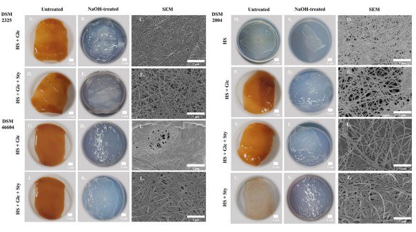 New publication from our partners in NOVA University. Characterization of bacterial cellulose produced by Komagataeibacter xylinus strains grown in styrene/ glucose mixtures, showing the feasibility of using styrene as substrate for the production of a value-added biopolymer