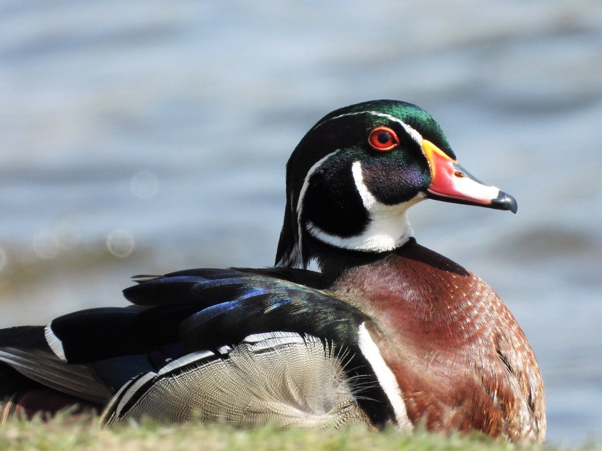 Wood ducks nest in trees, usually in cavities created naturally or in holes used by other birds because they can not make their own nesting cavities, according to the Cornell Lab of Ornithology. #ducks #woodducks #birds #birding #waterfowl #birdsoftwitter