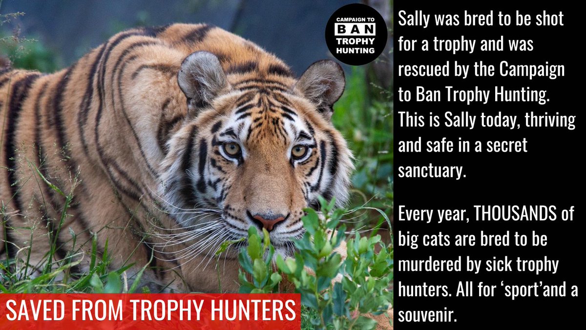 Please help us protect more innocent animals like Sally and BAN all trophy hunting forever. Donate today at bantrophyhunting.org/donations/dona… Or shop for festive gifts at campaigntobantrophyhuntingstore.com #BanTrophyHunting