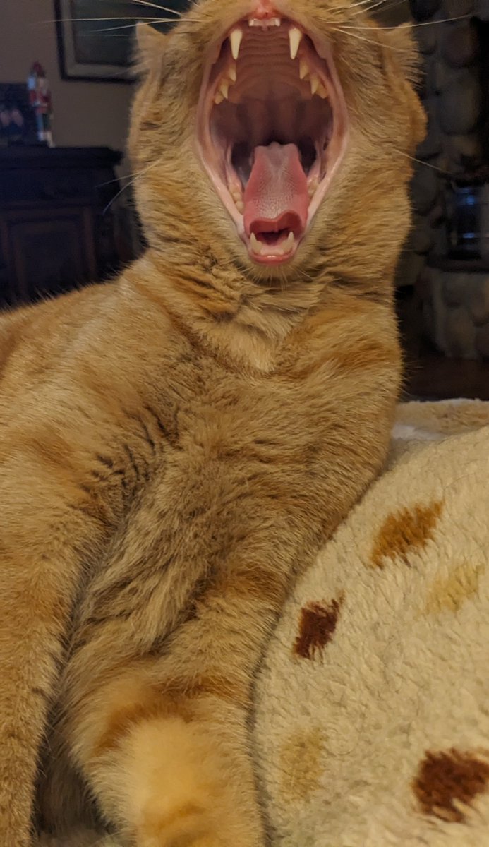 BirchBarkEd's tweet image. Ode to an Invasive Species--Abby E. Murray
&quot;[. . .] I don’t know how to unlove a thing once I love it. I used to think shame could teach me, but here I am, still dumbstruck by the generator in my cat’s tiny throat [. . .]&quot;
oneartpoetry.com/2023/12/11/thr…