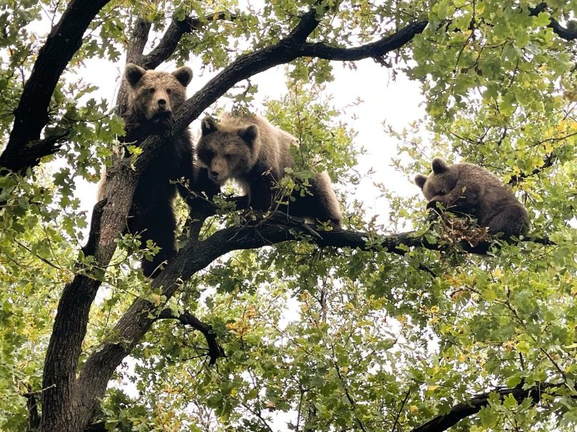 BEAR SANCTUARY Belitsa temporarily took care of the three orphaned cubs that were rescued in autumn this year. Recently, we transferred the three little ones to the specialized brown bear rehabilitation center 'Arcturos' in Greece.