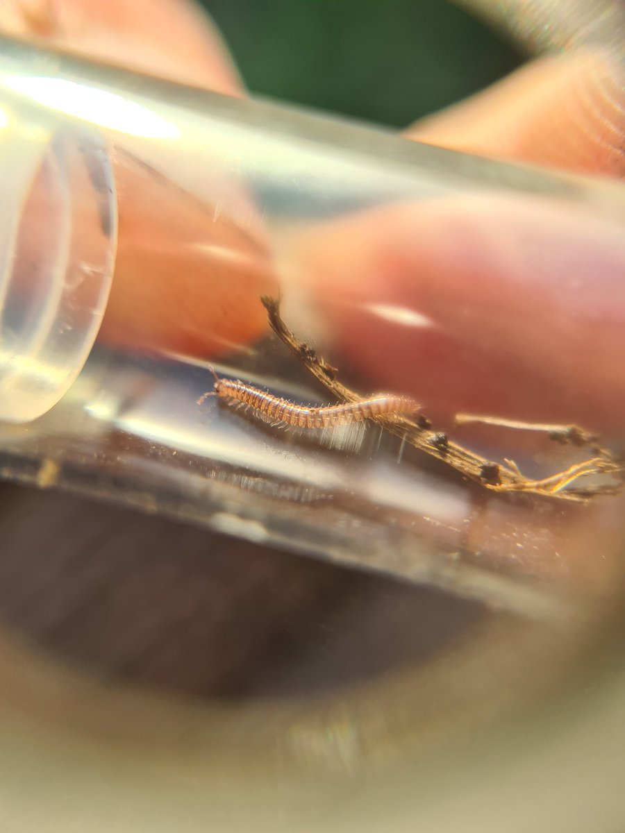 Hello! I have a request for twitter at large. Yesterday I think I found Anthogona britannica, a millipede that is endemic to Britain. I am reasonably confident I am right (but not yet 100% sure). As far as I can tell, there is not a single picture of this species online... 1/?