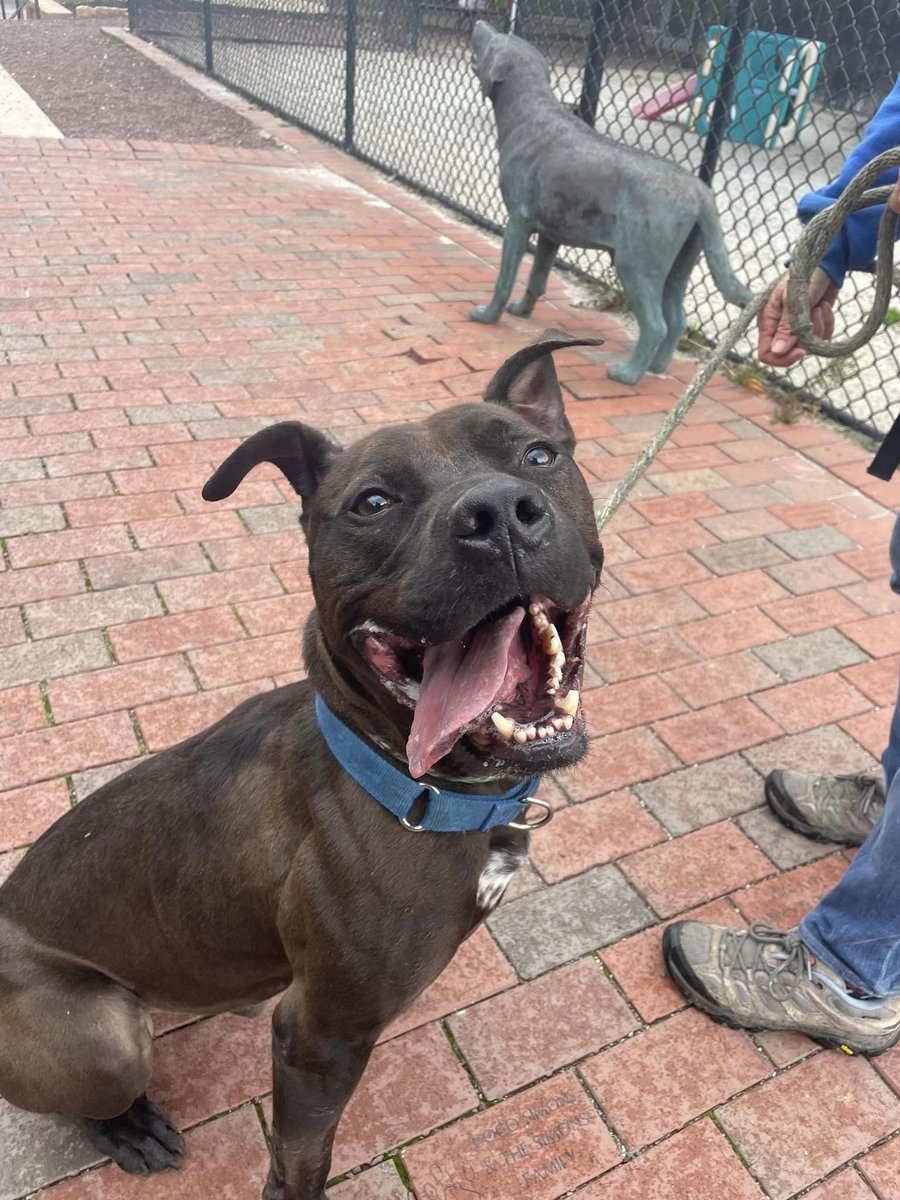 PSPCA tweet picture