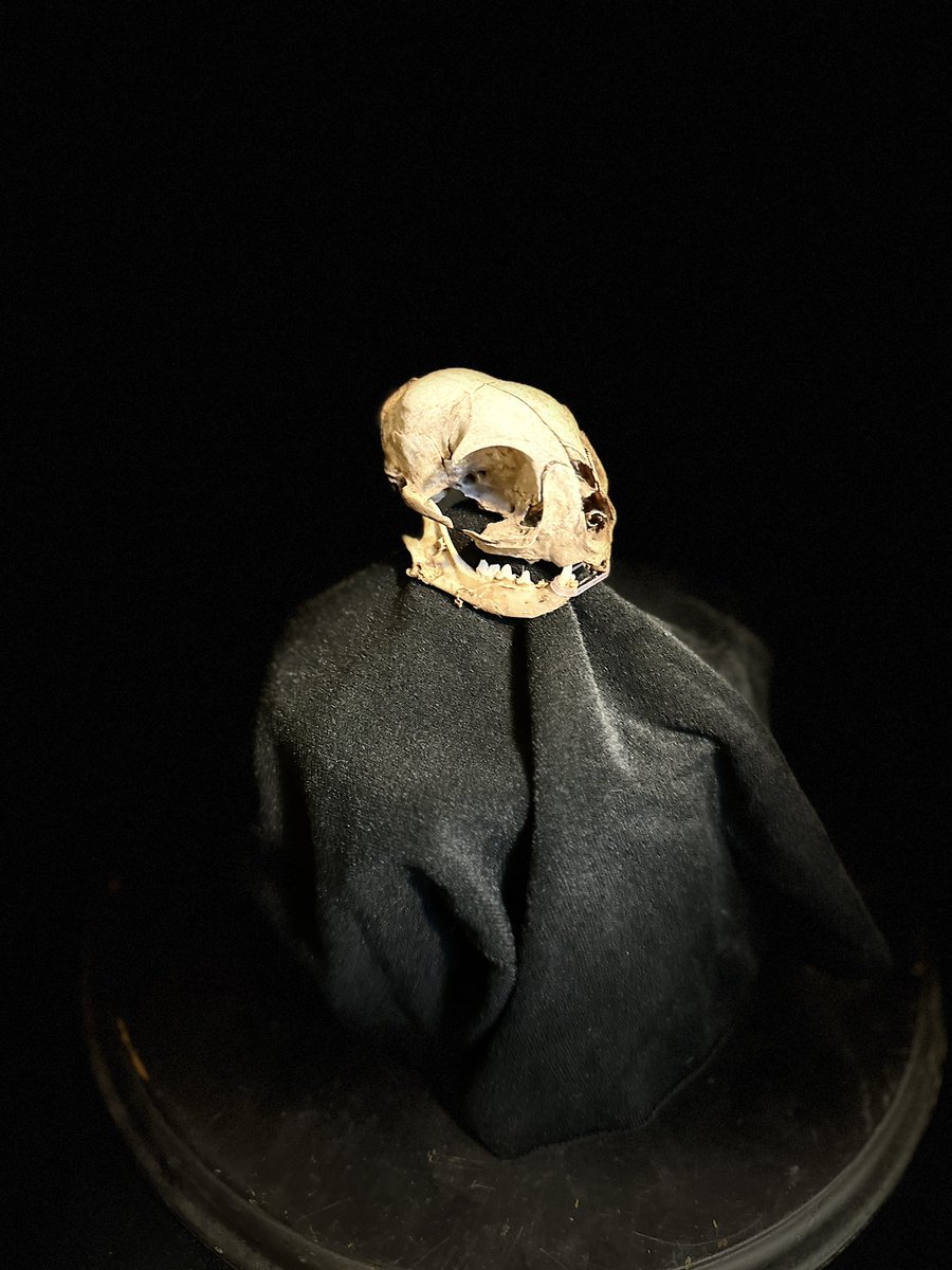 CATOSHISYNDICAT's tweet image. Not to be egotistical and say negative thangs -  I say my verses is dope - cause  my verses in veins. Not to say my verses  in vain.  The opps think the brains of the operation but after the body drops, wake and the burial then the rot… only the skull remains. #BARSISBACK