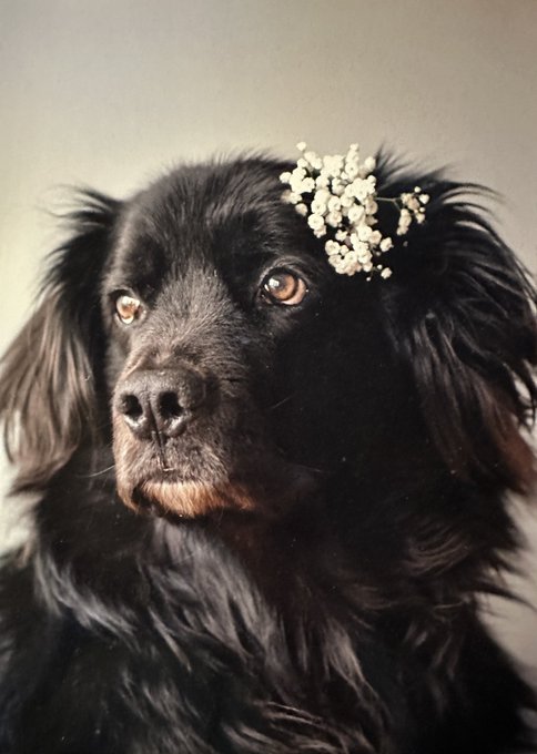 Found an old photo of my boi. I see the resemblance https://t.co/Thd4YX7J9j