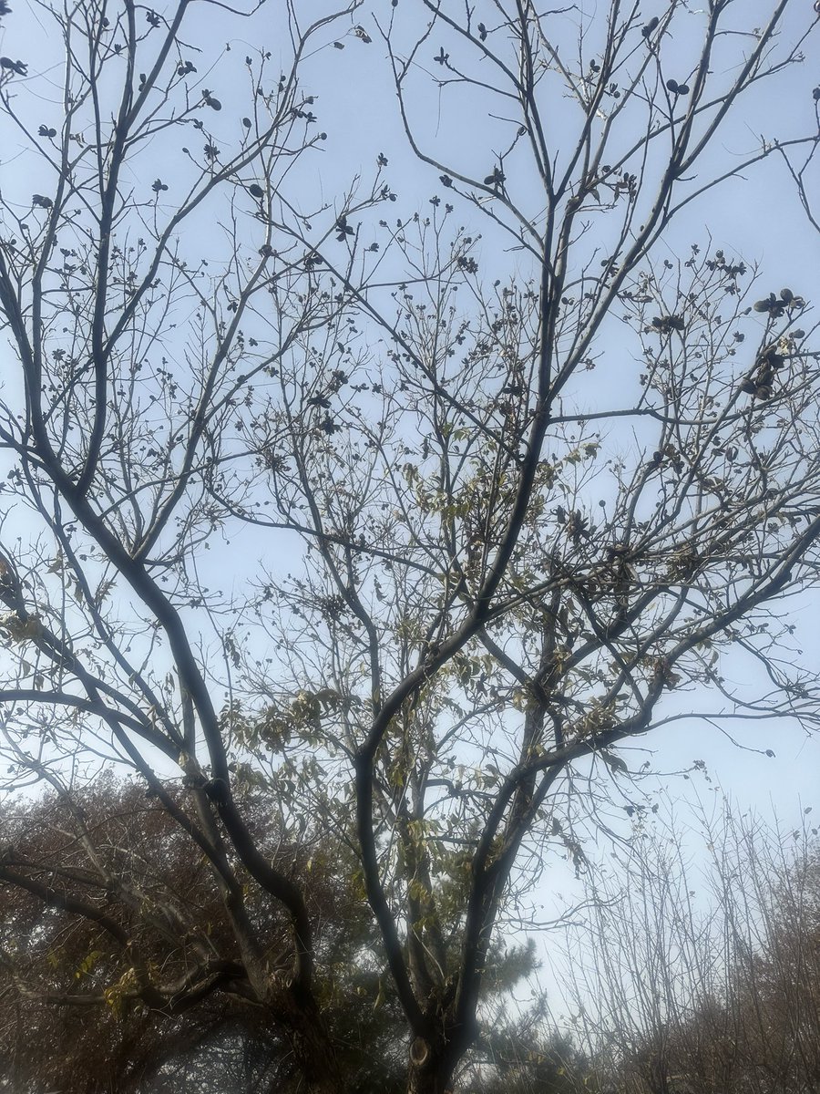 smussle's tweet photo. And then…there were leaves, lots and LOTS of leaves 🍂🍂🍂🍂🍂
#ARMYWillWaitForBTS
@BTS_twt https://t.co/AYEdBdQSME